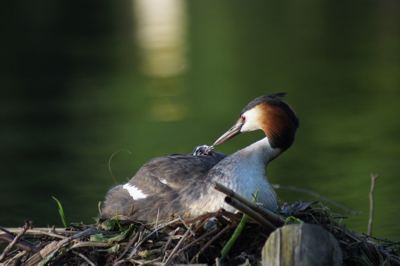 Naturfotografie Kalle - Haubentaucher