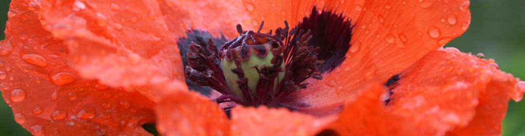 slide006-fruehling.jpg