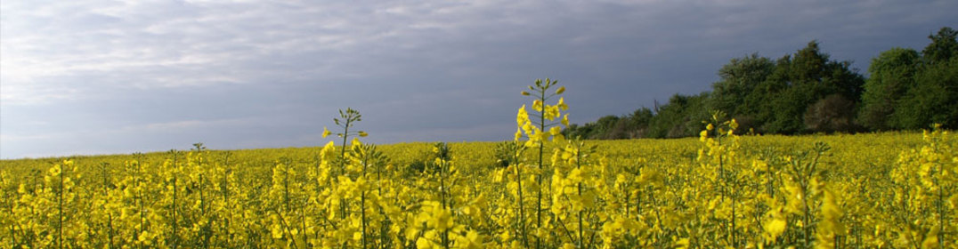slide009-fruehling.jpg