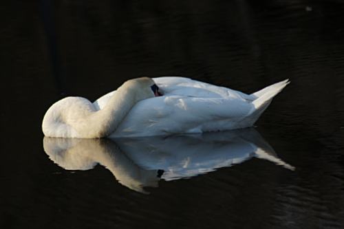 Schlafender Schwan