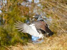 Auerhuhn in Tirol
