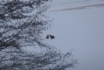 Seeadler im Winter auf dem Dämeritzsee 