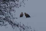 Winterbesuch der Seeadler auf dem Dämeritzsee