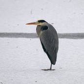 Graureiher in Winterstarre in Erkner im Park