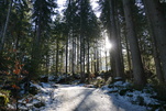 Winterwald in Fieberbrunn, Tirol