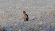 Fuchs genießt die Sonne in Neu-Hartmannsdorf