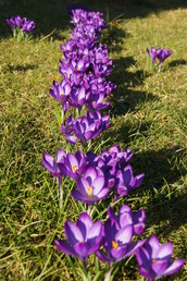 Wunderschöne Krokusse im Garten