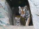 Sumatra Tiger Nachwuchs hier mit Mama Mayang, Berliner Tierpark
