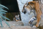 Sumatra Tiger Nachwuchs hier noch mit Papa Jae Jae (RIP), Tierpark Berlin