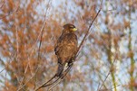 Mäusebussard auf der Lauer, am Bauernhof