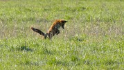 Fuchs auf Mäusejagd, Gosener Wiesen