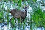 Reh steht mitten im Wasser, in Erkner