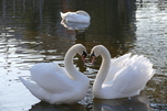 Schwanensee - Liebe - in Woltersdorf