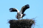 Storchenliebe in Spreenhagen
