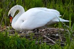 Das 1.Ei - bei Fam. Schwan beginnt die Brutzeit