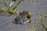 Froschquaken in der Paarungszeit