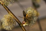 Das Bienen-Büffet ist angerichtet