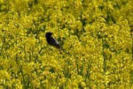 Hausrotschwanz findet im Rapsfeld viel Futter