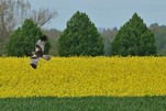 Rohrweihe über`m Rapsfeld