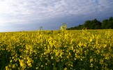 Wunderschöne Rapsfelder unterwegs