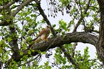 Turmfalke hat alles im Blick