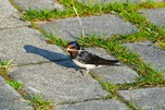 Nestbau bei Fam. Rauchschwalbe