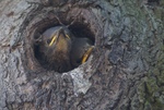 Vogelbaby´s - Stare im Nest