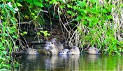 Nutria Nachwuchs, Neu-Hartmannsdorf