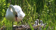 Schwan Nestgeschichten - noch Eierschalen im Nest