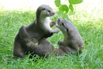 Fischotterflirt im Wildpark Schorfheide