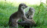 Flirten bei den Fischottern, Wildpark Schorfheide