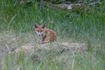 Fuchswelpe staunt - ist da jemand...
