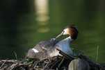 Haubentaucher Nest Liebkosung