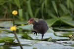 Blässhuhnbaby auf Entdeckungstour