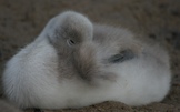 Schwanenbaby eingekuschelt