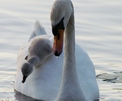 Schwanenbaby will alleine schwimmen