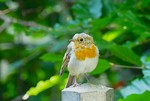 Baby Rotkehlchen