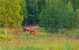 Babys in freier Wildbahn in Norwegen - Elchfamilie