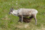Bitte nicht stören, Rentierbaby muss trinken, in Norwegen