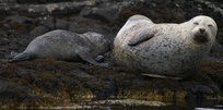 In Schottland ist das frischgeborene Robbenbaby sehr hungrig