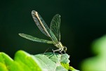 Libelle im schönen Licht