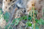 Baby Luchs bei Mama, Wildpark Schorfheide