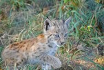 Luchsbaby auf Erkundungstour, Wildpark Schorfheide