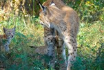 Luchsbaby Geschwister bei Mama, Wildpark Schorfheide