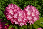 Rhododendron - Blüte in Herzform