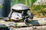 Doch nicht vom Aussterben bedroht...Europäische Sumpfschildkröte im Gehege Grünheide