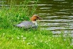 Gänsesäger entdeckt