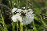 Pusteblume vom Nebel gezeichnet