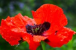 Einfach nur schön, Mohnblüte