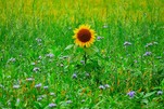 Einsame Sonnenblume auf einer Wiese unterwegs entdeckt